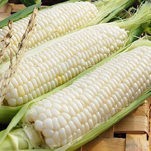 waxy corn