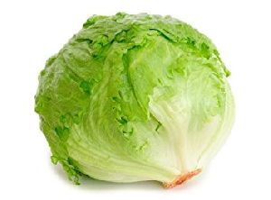 Fresh Lettuce