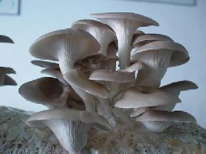 Fresh Oyster Mushrooms