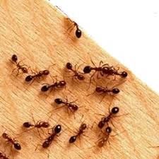 Termite Control Services in Sushant Lok 2 Gurugram