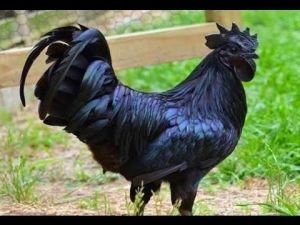 kadaknath chicks