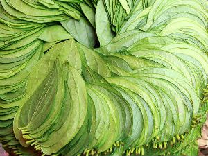 Betel Leaves