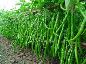 Fresh Green Chilli