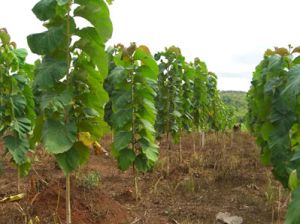 Teakwood Plants