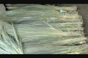 grass broom raw material