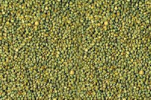 Bajra Seeds