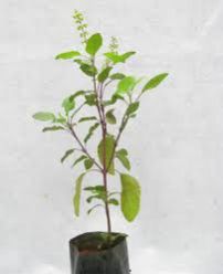 Tulsi Stem