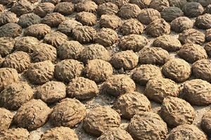 cow dung cakes