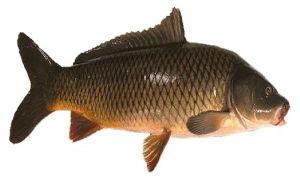 Fresh Common Carp Fish