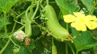 Bottle Gourd Seedlings