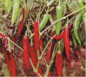 CHILLI PASSION