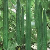 HYBRID RIDGE GOURD DILRUBA