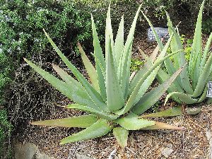 Aloe vera Plants