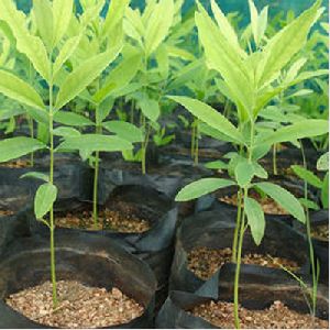 Sandalwood Plants