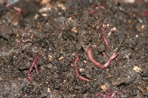 vermicompost