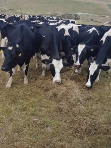 Holstein Friesian Cows