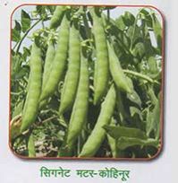 garden pea