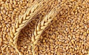 273 Wheat Seeds