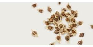 Moringa Seeds