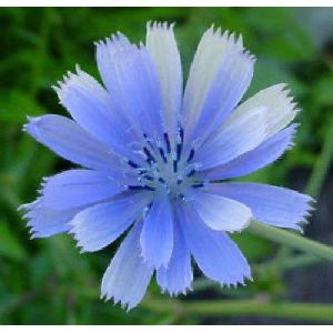 CHICORY (WHOLE,GROUNDED AND OIL)