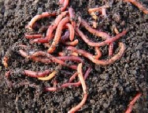 Earthworm Fertilizer