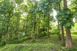 Teakwood Plant