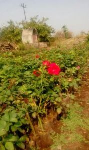 Divine Open Field Rose Plant