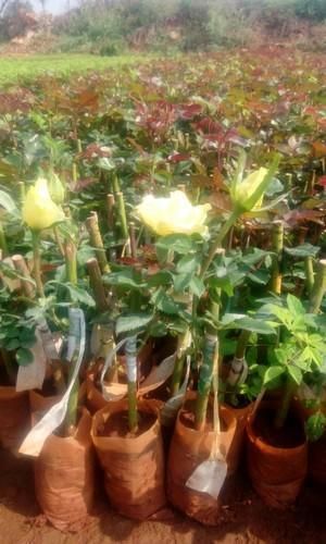 Gold Strike Dutch Rose Plant
