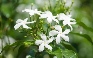 jasmine plant