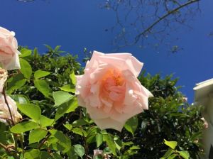 Sophie Open Field Rose Plant