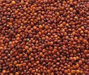 Pigeon Peas