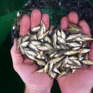 Katla Fish Seeds