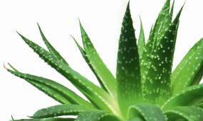 Aloe Vera Leaves