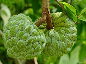 Fresh and Healthy Custard Apple