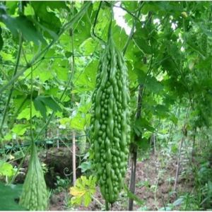 Fresh Grade Bitter Gourd