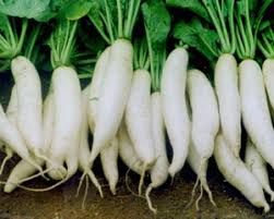 Fresh Radish