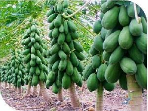 Papaya Plant