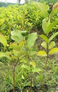 Green Guava Plant