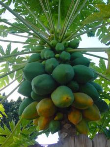 papaya plants