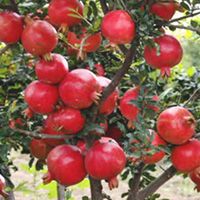 Pomegranate Plants