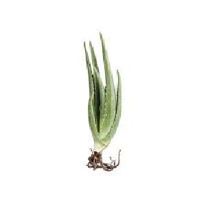 Aloe Vera Baby Plant