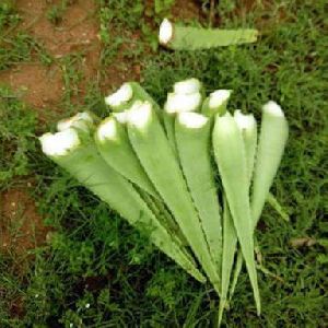 Aloe Vera Leaf