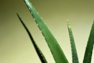 Aloe Vera Leaves