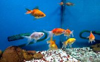 ornamental fishes