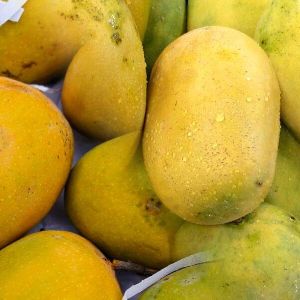 himayat mangoes