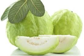 Allahabad Safeda Guava Plant