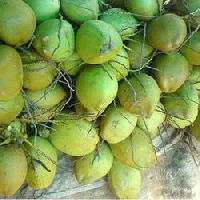 Green Tender Coconut