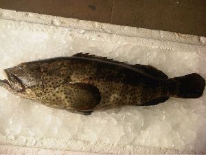 black spotted grouper