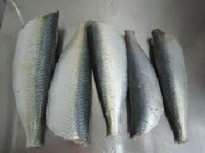 fresh sardine