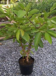 Guava Plants